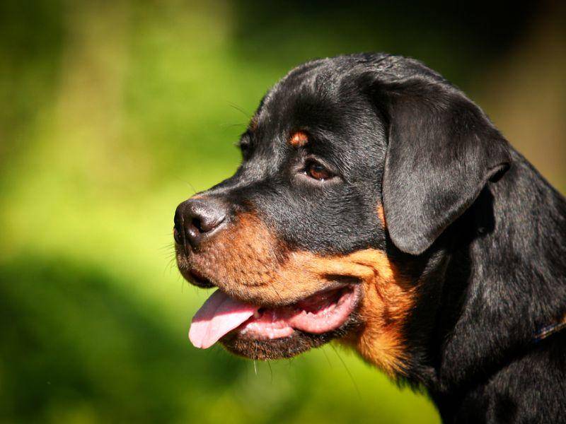 Ein schöner Hund: Der Rottweiler im Profil – Bild: Shutterstock / dezi