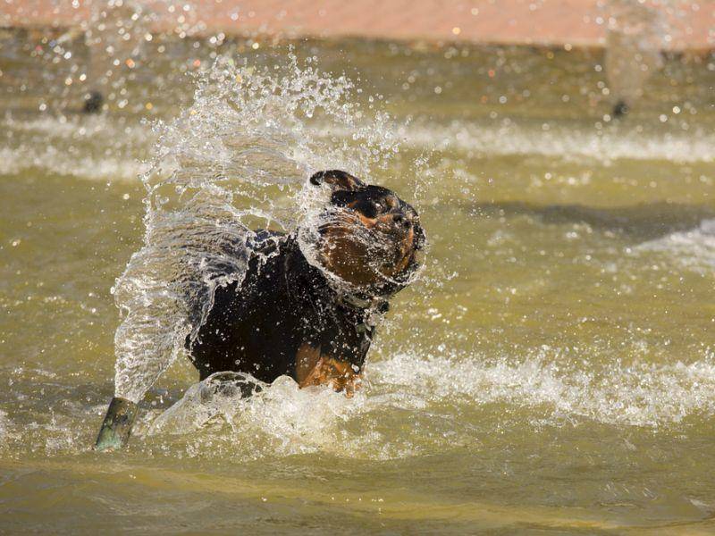 Und Action! Der Rottweiler ist ein aktiver Hund und eine Sportskanone! – Bild: Shutterstock / Andy Dean Photography