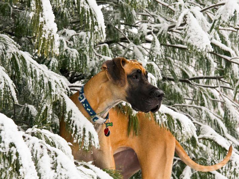 In der nordeuropäischen Heimat der Dänischen Dogge ist es aber meistens etwas kälter – Bild: Shutterstock / Dmussman