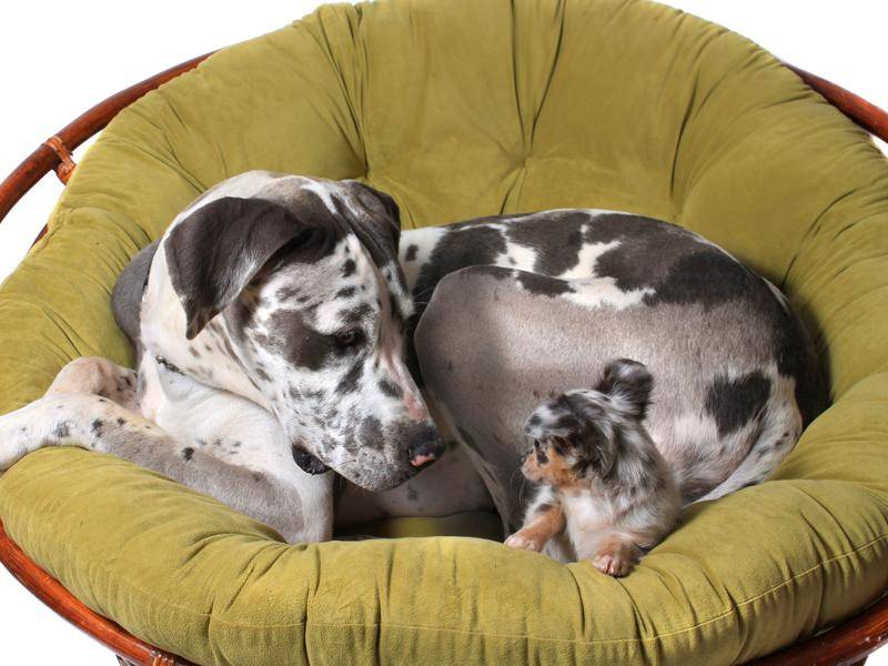 Aber der freundliche Familienhund versteht sich auch mit kleineren Artgenossen – Bild: Shutterstock / GVictoria