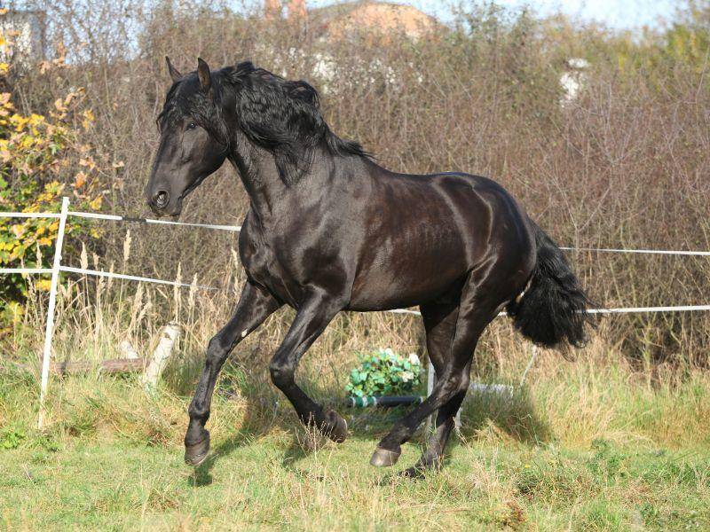 Ein schwarzer Andalusier macht Tempo: Ein majestätischer Anblick! – Bild: Shutterstock / Zuzule