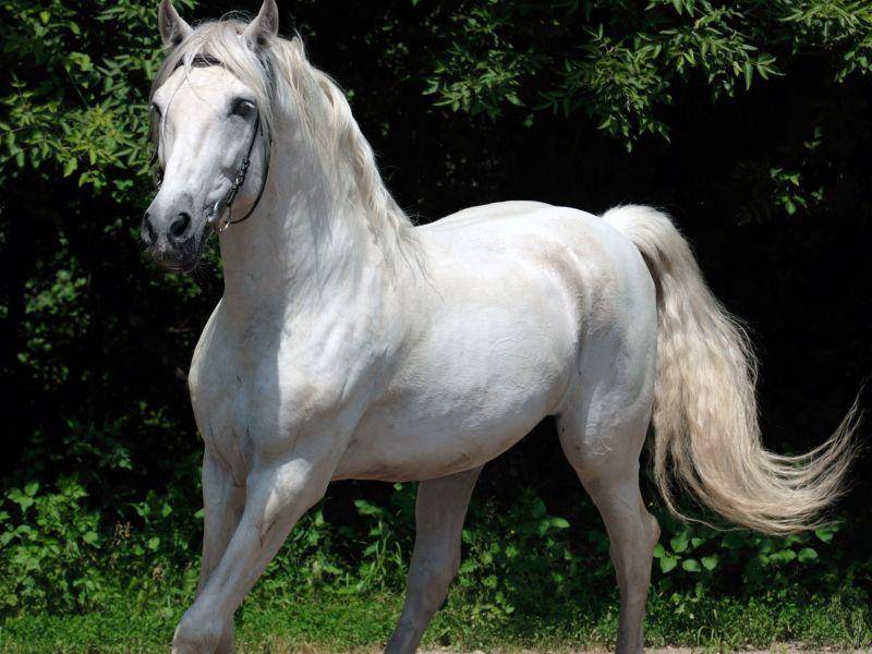 Der Andalusier: Ein schönes und stolzes Pferd – Bild: Shutterstock / MIkhail Evgenevich
