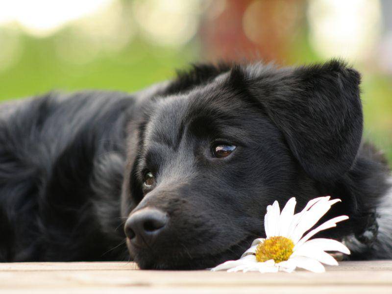 Ein bisschen träumen in der Sonne: Ist dieser junge schwarze Hund nicht wunderschön? – Bild: Shutterstock / Diana Taliun