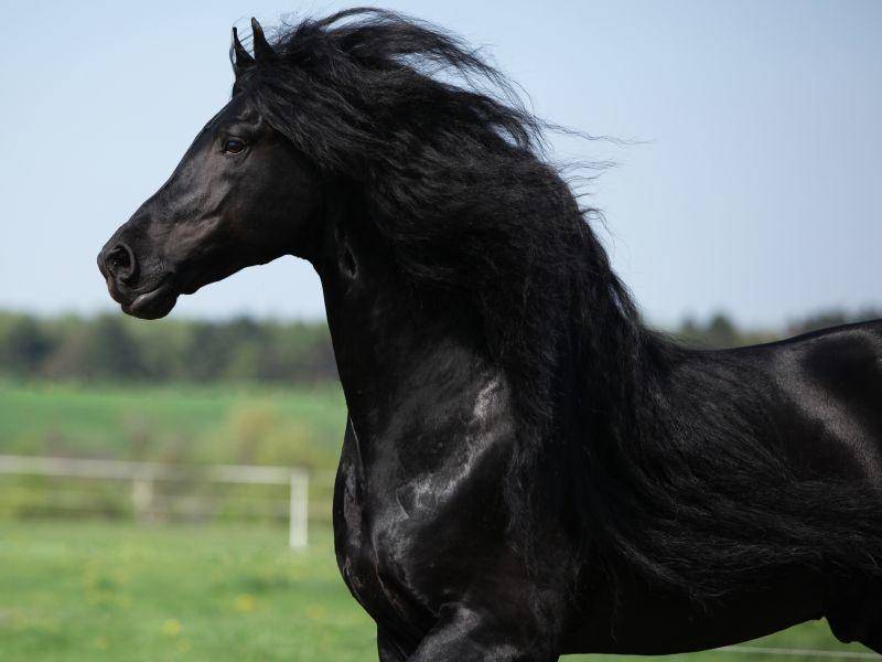 Pechschwarz und mit langer Lockenmähne ist dieses Pferd ein majestätischer Anblick! – Bild: Shutterstock / Zuzule