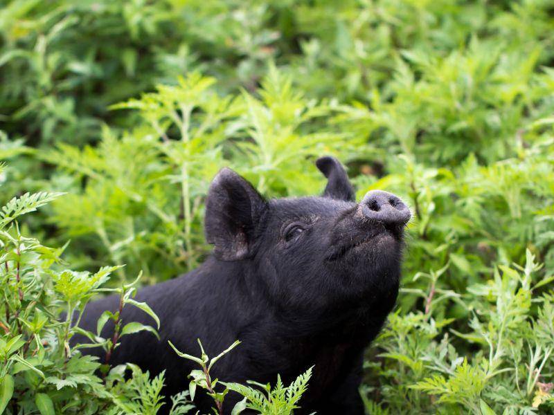 Hat mich jemand gerufen? Süßes schwarzes Schweinchen mit frechem Blick – Bild: Shutterstock / Simpler Days