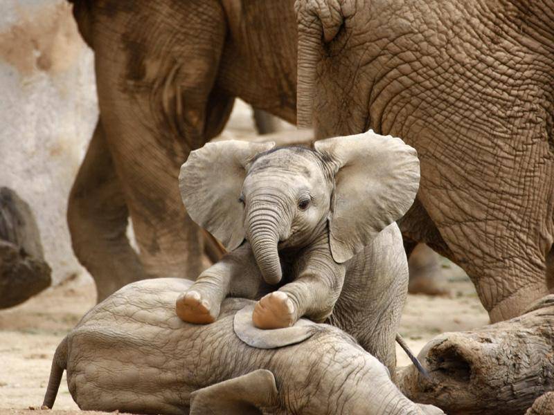 Elefantenbaby, die Zweite: Ein goldiges Gespann – Bild: Shutterstock / Steve Bower