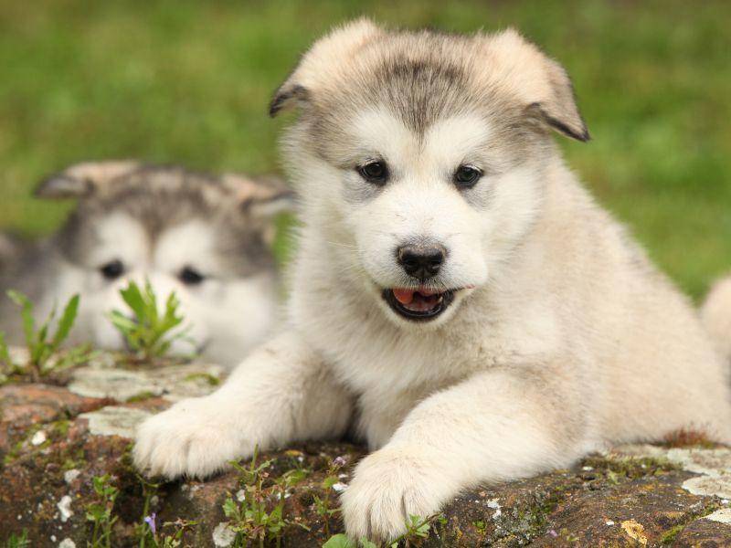 Schwere Schlitten zieht der kräftige Hund mit links – Bild: Shutterstock / Zuzule