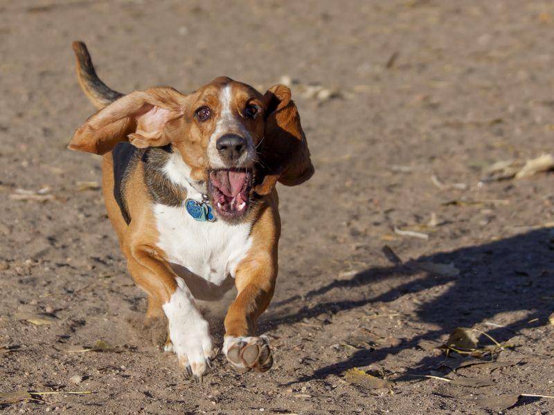 Besonders schnell ist der Basset Hound nicht, aber hat als Laufhund viel Ausdauer – Bild: Shutterstock / Images by Dr. Alan Lipkin