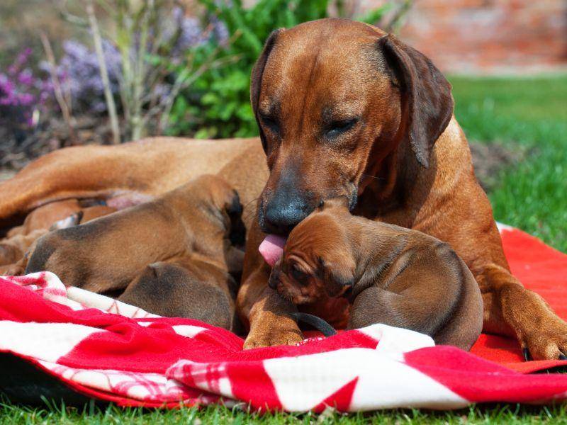 Süße Hundefamilie: Die ersten Monate bleiben die Rhodesian Ridgeback Welpen natürlich bei ihrer Mama – Bild: Shutterstock / nancy dressel