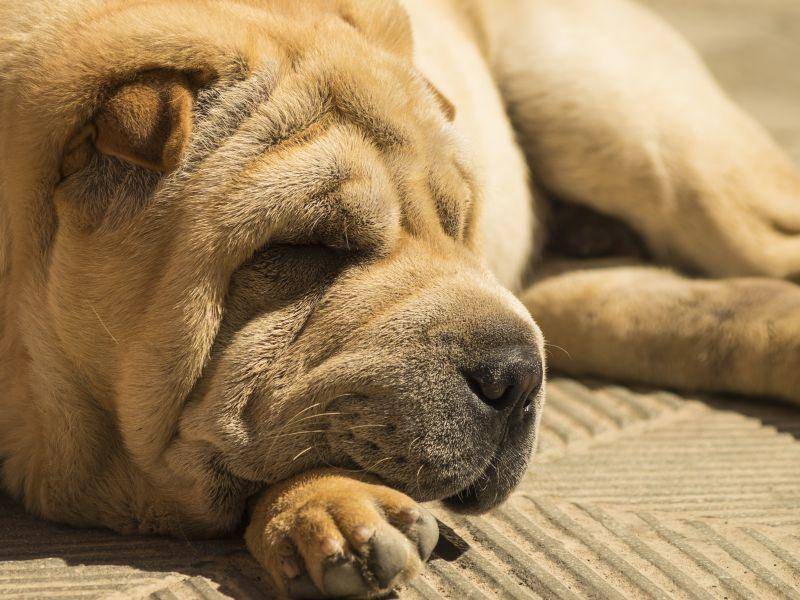 Seine faltige Haut am Kopf ist charakteristisch für das Erscheinungsbild des großen Hundes – Bild: Shutterstock / Gianluca Foto