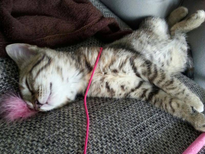 Typisch sowohl für Bengalen als auch für Burmakatzen ist Mia verspielt und zutraulich. Schlafen macht aber auch Spaß – Bild: einfachtierisch.de