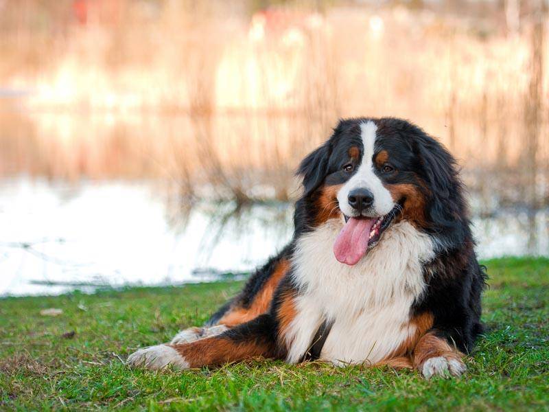 Der Berner Sennenhund ist ein Verwandter des Bernhardiners – Bild: Shutterstock / Rita Kochmarjova