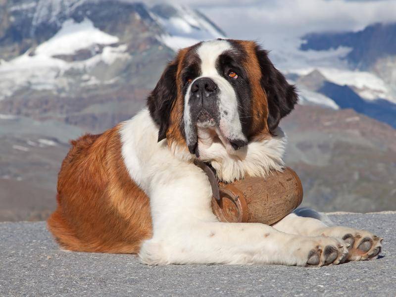 Der Bernhardiner ist ein typischer Rettungs- und Wachhund – Bild: Shutterstock / Fedor Selivanov