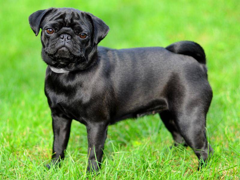 In Schwarz sind die Hunde auch wunderschön – Bild: Shutterstock / infinityyy