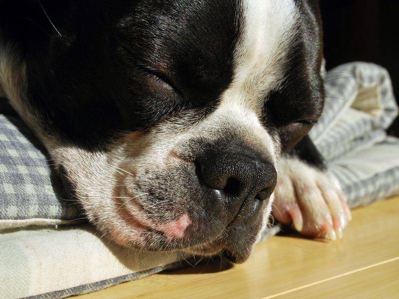 Nach dem Spielen ist dieser Boston Terrier gaaanz müde – Bild: Shutterstock / Shane Wilson Link