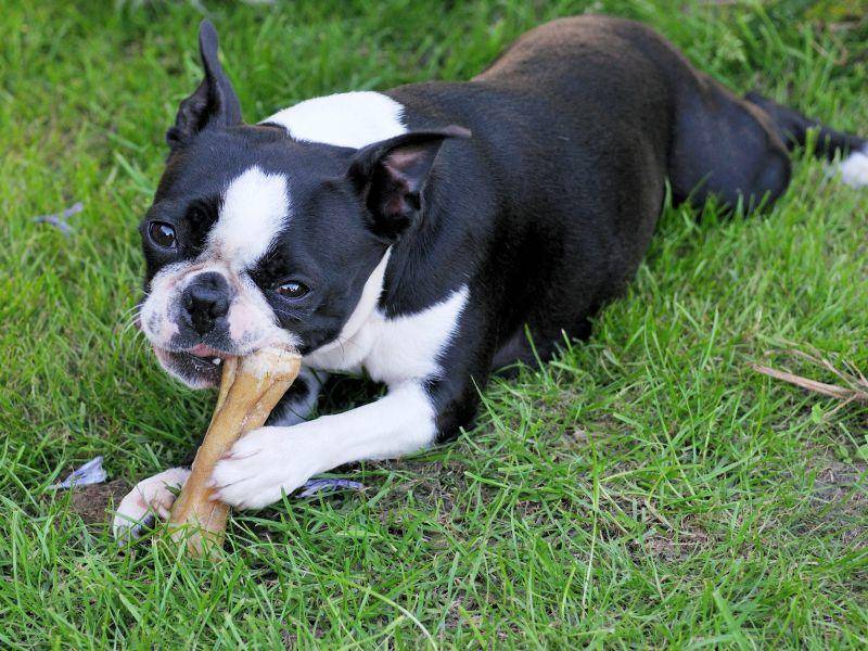 "Lecker, ein Knochen!" Belohnungen findet der Boston Terrier toll – Bild: Shutterstock / Rolf Klebsattel