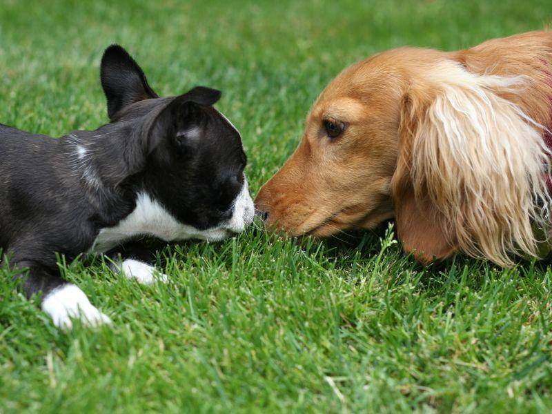Mensch und Hund gegenüber gibt der liebenswerte Boston Terrier sich freundlich – Bild: Shutterstock / Hannamariah