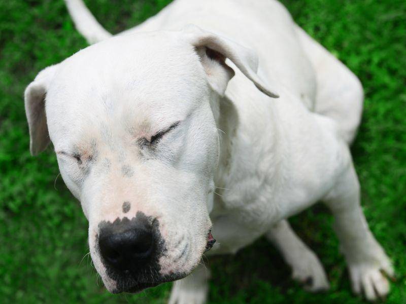 Klug, gutmütig und selbstsicher: Das ist der Dogo Argentino – Bild: Shutterstock / Ivanko80