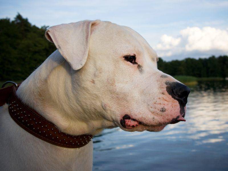 Verträumter Blick am See: Der Dogo Argentino liebt die Natur – Bild: Shutterstock / Amy Johansson