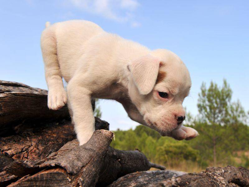 Dieser kleine Dogo-Argentino-Welpe lernt gerade Laufen – Bild: Shutterstock / cynoclub