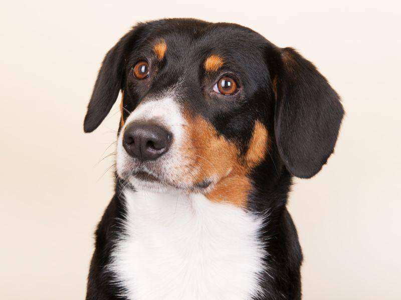 Der Entlebucher Sennenhund aus der Schweiz ist dreifarbig: Schwarz, Lohfarben und Weiß – Bild: Shutterstock / Ivonne Wierink