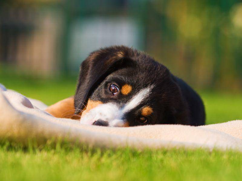 Die Erziehung des Entlebucher Sennenhund erfordert gute Hundekenntnis. Für Anfänger ist er also nur bedingt geeignet – Bild: Shutterstock / Christian Mueller