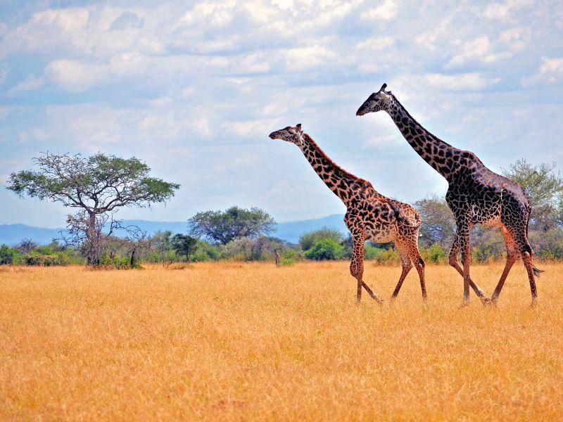 Wussten Sie, das Giraffen auch rennen können? Bis zu 55 km/h schnell können sie werden – Bild: Shutterstock / moizhusein