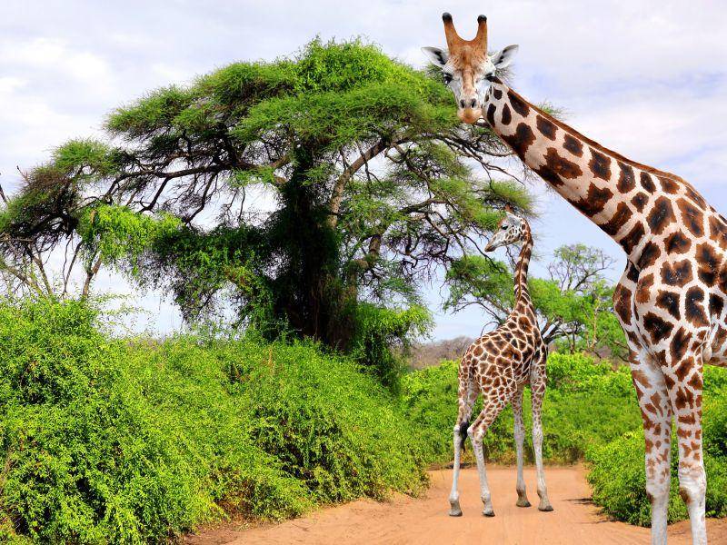 Giraffen sind erst mit sechs Jahren ausgewachsen. Sie haben also lange Zeit, um groß und stark zu werden – Bild: Shutterstock / jaroslava V