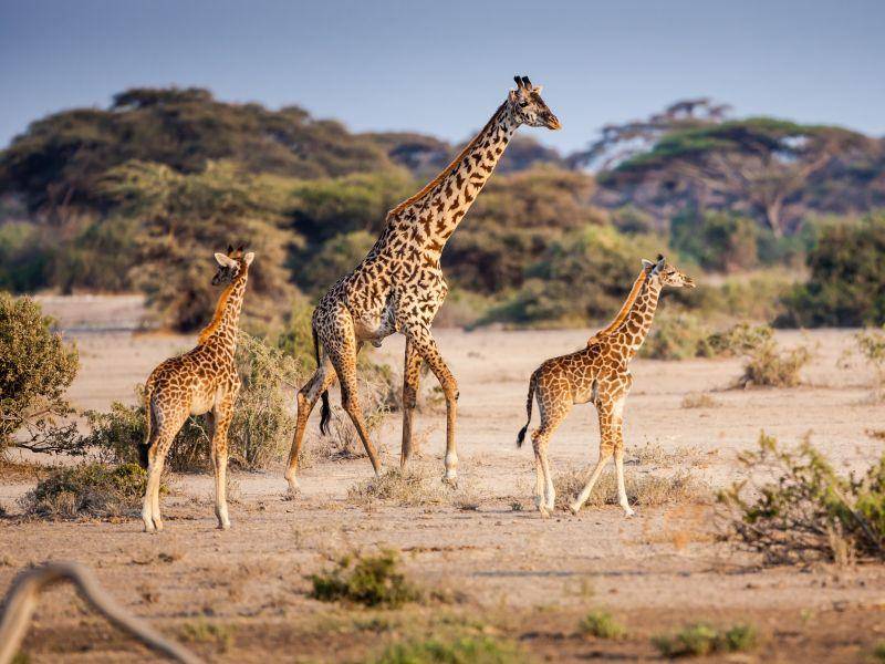 Wie süß: Ein kleiner Familienspaziergang unter Giraffen – Bild: Shutterstock / jo Crebbin