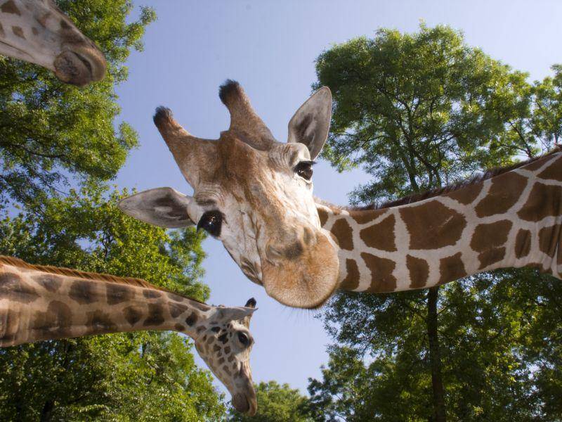 Ganz schön neugierig, diese Giraffe – Bild: Shutterstock / belizar