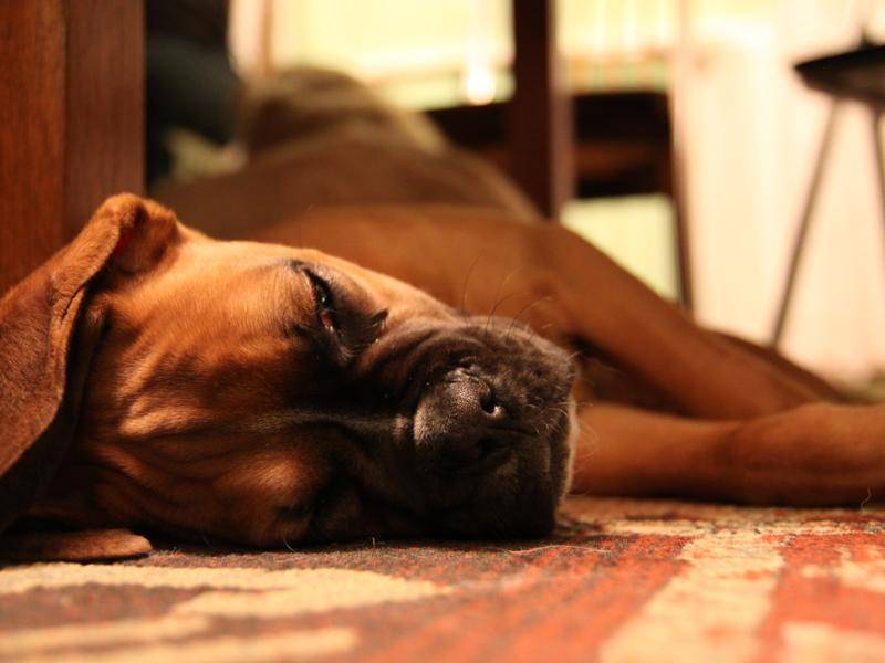 Wie alle Welpen brauchen auch junge Boxer eine ganze Menge Schlaf – Bild: Shutterstock / Kishano