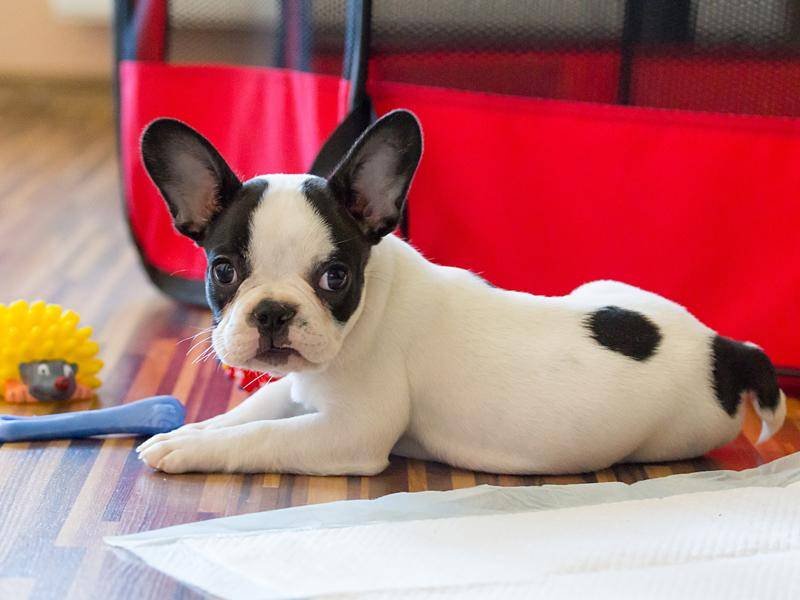 Die kleine Bulldogge scheint irgendetwas interessanter zu finden als ihr Spielzeug – Bild: Shutterstock / Kwiatek7