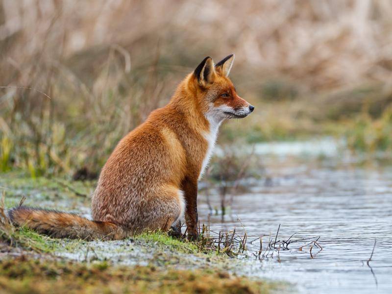 Außer in Europa gibt es Rotfüchse auch in Australien, Nordamerika und Teilen Asiens – Bild: Shutterstock / Pim Leijen