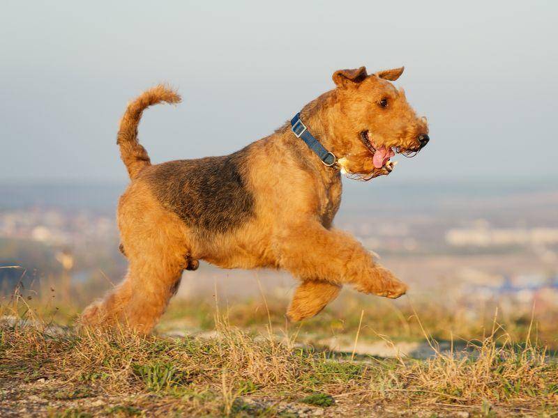 "Spiiielen!" Dieser Airdale-Terrier ist der Letzte in unserer Runde – Bild: Shutterstock / Roman Zhuravlev