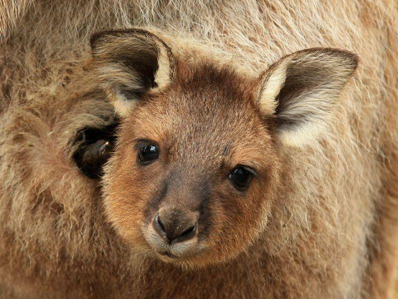 Dieses süße Känguru wohnt noch im Beutel – Bild: Shutterstock / K.A.Willis