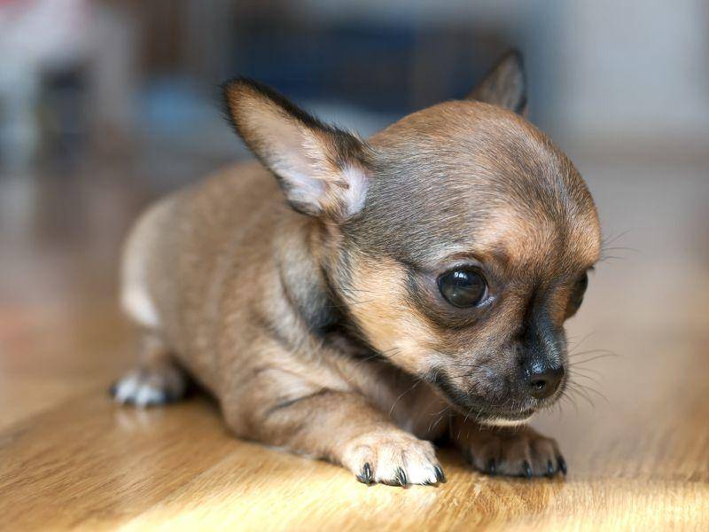 Laufenlernen ist gar nicht so leicht, findet dieser Chihuahua-Welpe – Bild: Shutterstock / Nikolai Pozdeev