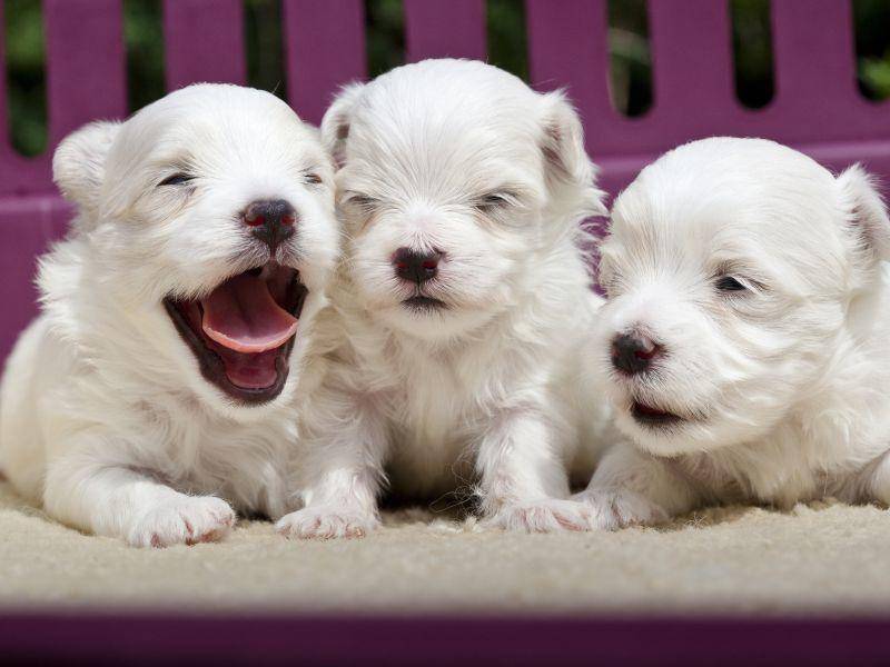 Willkommen auf der Welt, ihr kleinen Malteser-Welpen – Bild: Shutterstock / TheLionRoarjpg