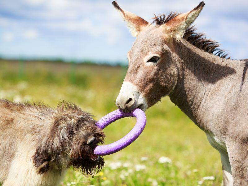 Auch Esel mögen Hundespielzeug, beweist dieser süße Vierbeiner – Bild: Shutterstock / DragoNika