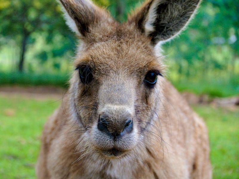 Ganz schön neugierig, dieses Känguru – Bild: Shutterstock / nicolemoraira