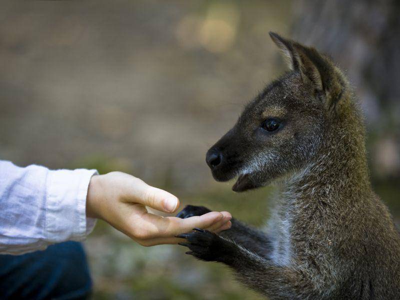 Süßes Känguru gibt Pfötchen – Bild: Shutterstock / Frederic Legrand