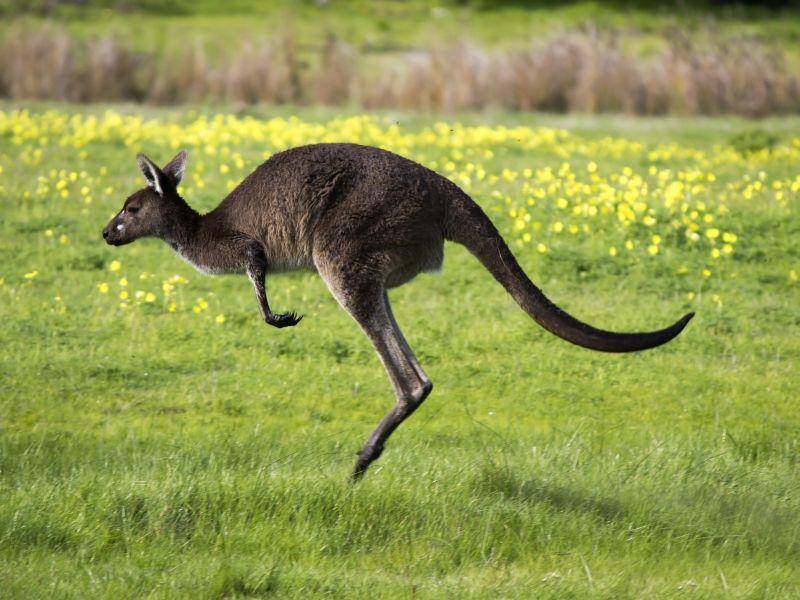 Beim Hüpfen können Kängurus ganz schön Gas geben – Bild: Shutterstock / alybaba