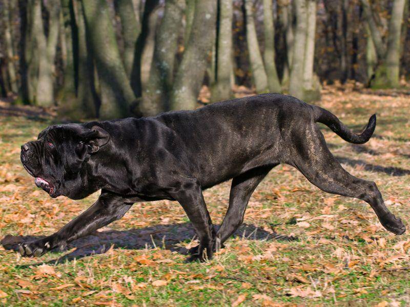 Klar, dass so ein großer Hund eine tipptopp Erziehung braucht! – Bild: Shutterstock / G.Stoev