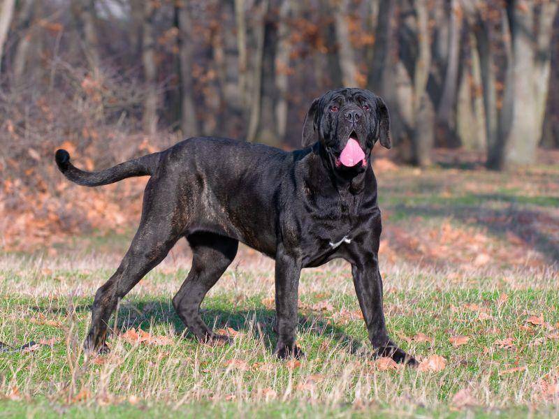 Wer den Mastino Napoletano als Familienhund halten will, sollte sehr hundeerfahren sein – Bild: Shutterstock / Stanimir G.Stoev