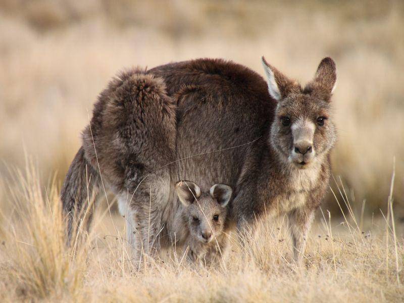 Süßes Känguru-Familienfoto – Bild: Shutterstock / Rowan S