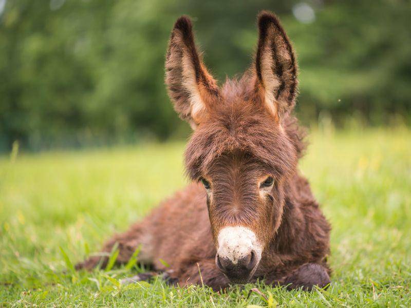 Kleiner Esel, riesige Ohren – Bild: Shutterstock / autbmoore