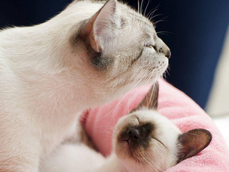 Tierisch schön: Eine Thaikatzen-Familie – Bild: Shutterstock / Nikolai Pozdeev