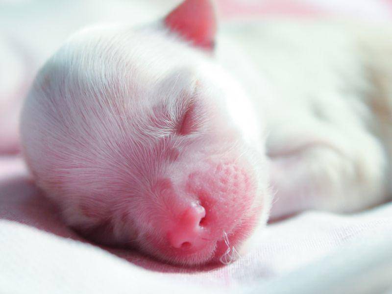 Kurz nach der Geburt sind Chihuahua-Welpen wirklich winzig – Bild: Shutterstock / Tanawat Yodburee