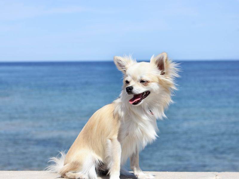 Was für ein malerisches Bild der süße Chihuahua vor dem Meer abgibt – Bild: Shutterstock / Julia Wolff