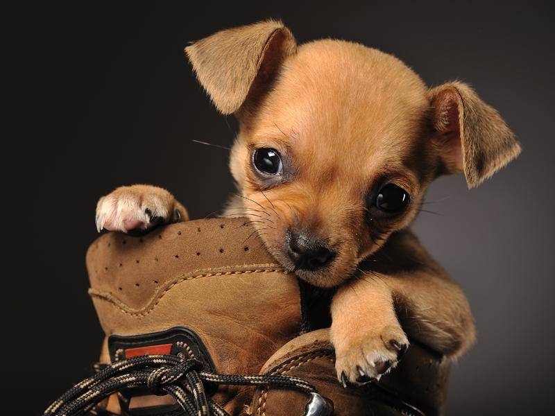 Dieser süße Chihuahua-Welpe wollte unbedingt wissen, was in dem Schuh ist... – Bild: Shutterstock / Nadezhda V. Kulagina