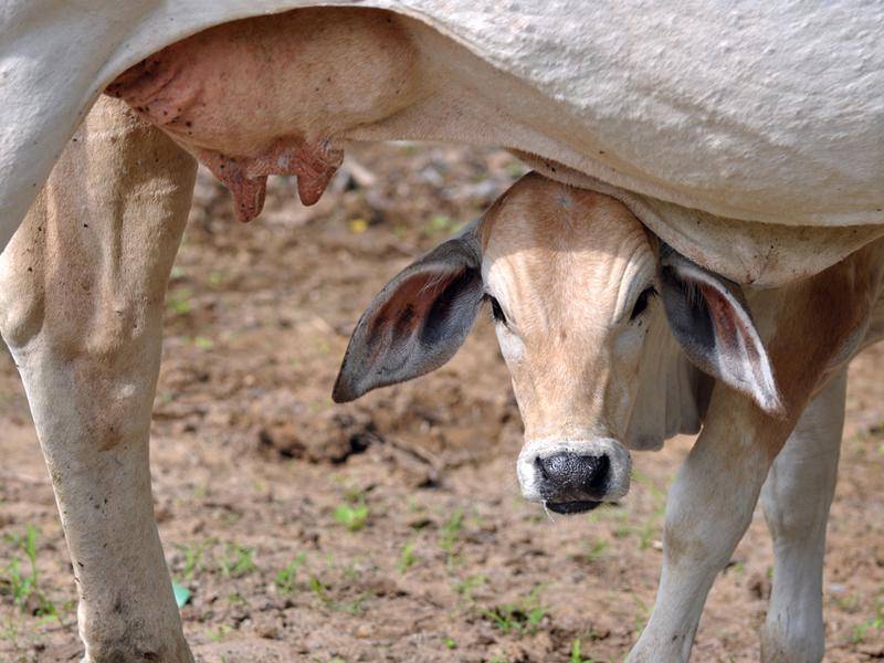 Daintree-Rinder leben in Australien – Bild: Shutterstock / Ksenia Ragozina